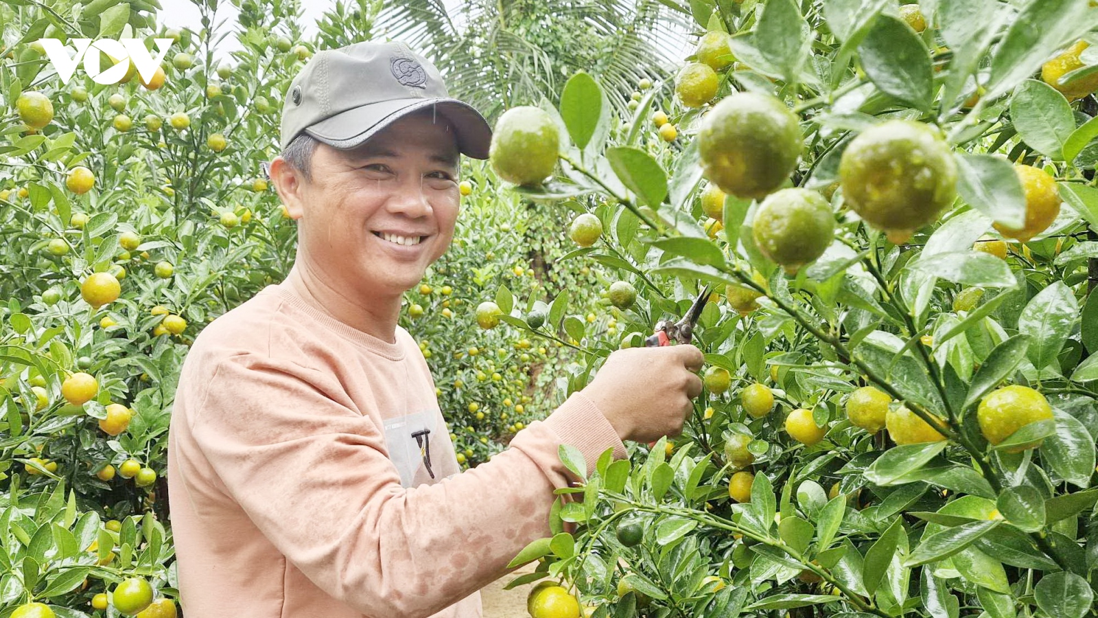 Quất Hội An vào vụ Tết