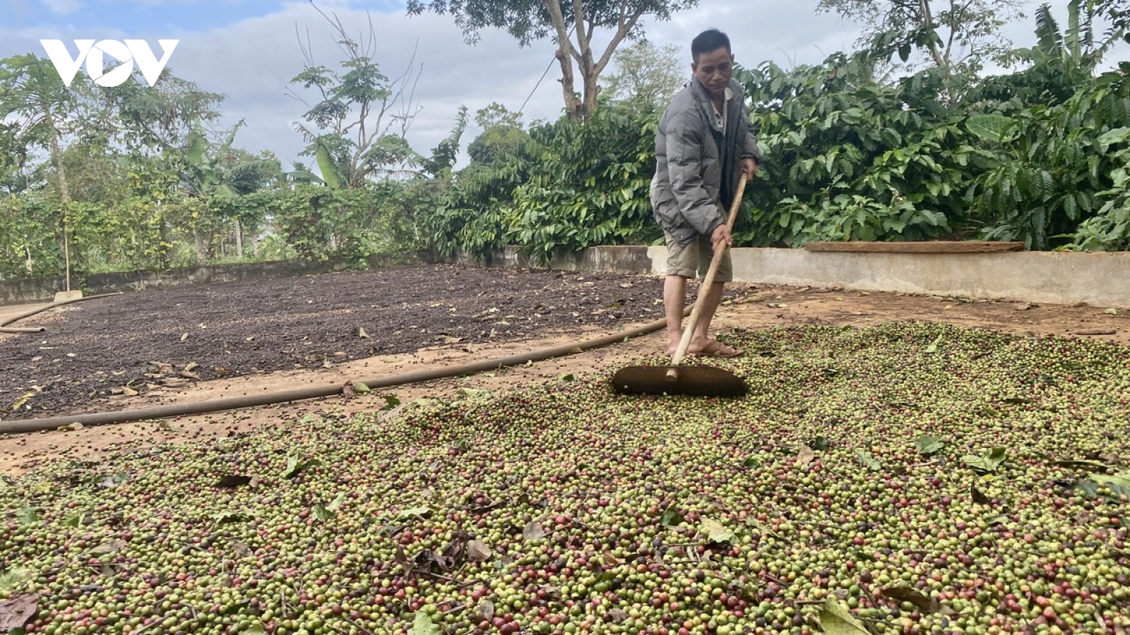 Giá cà phê tăng cao, doanh nghiệp xuất khẩu tăng quản trị rủi ro