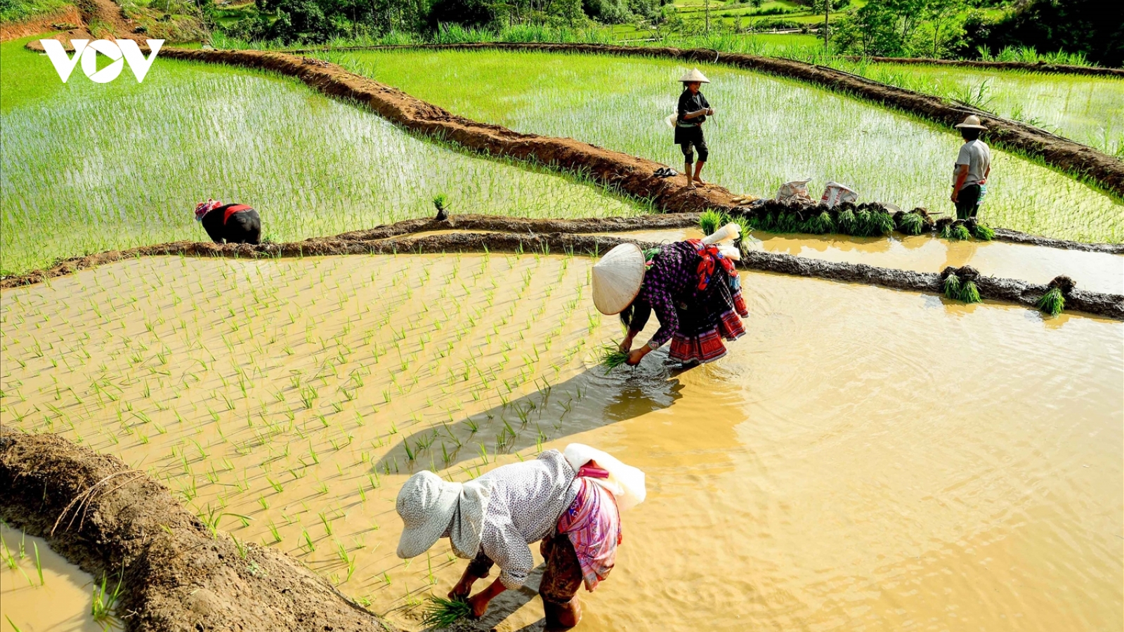 Phát triển sản xuất nông, lâm nghiệp bền vững ở vùng đồng bào dân tộc thiểu số
