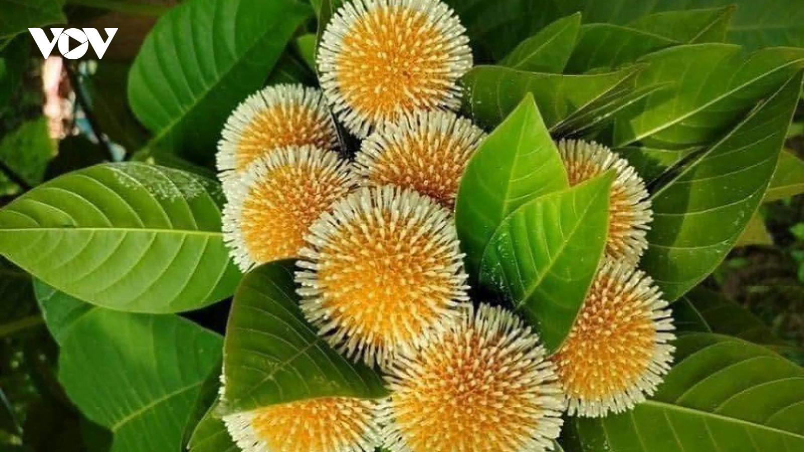 Quả dại dân dã "lên đời" thành đặc sản lạ