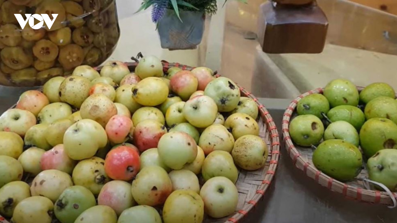 Bài thuốc từ táo mèo giúp ăn ngon miệng và điều hòa giấc ngủ