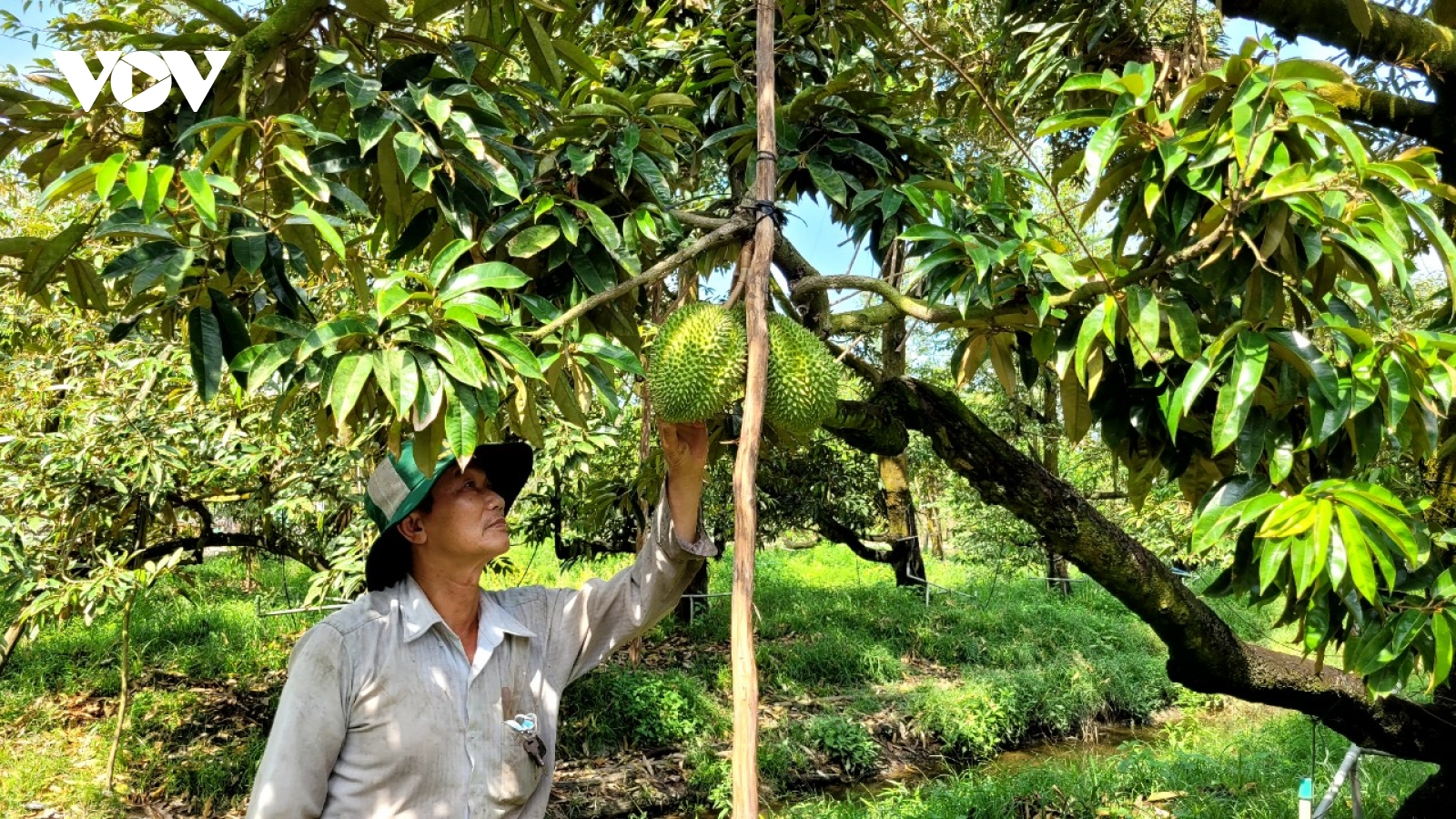 Nhiều nhà vườn ở Tiền Giang thu tiền tỷ nhờ trái sầu riêng nghịch vụ