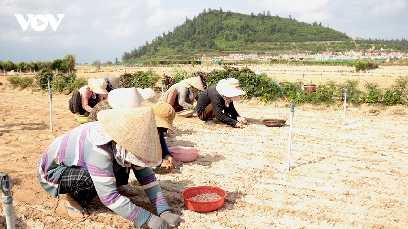 Nông dân Lý Sơn gặp khó trong vụ tỏi đông xuân