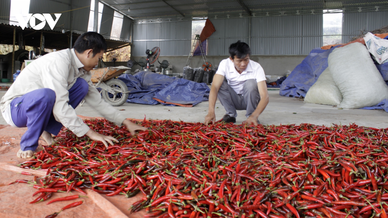 Chuyển đổi cây trồng giúp nâng cao giá trị sản xuất nông nghiệp ở Lai Châu