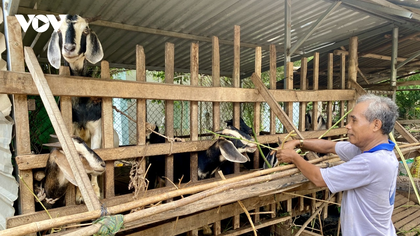 Nông dân Bà Rịa - Vũng Tàu thay đổi mô hình kinh tế, vươn lên làm giàu