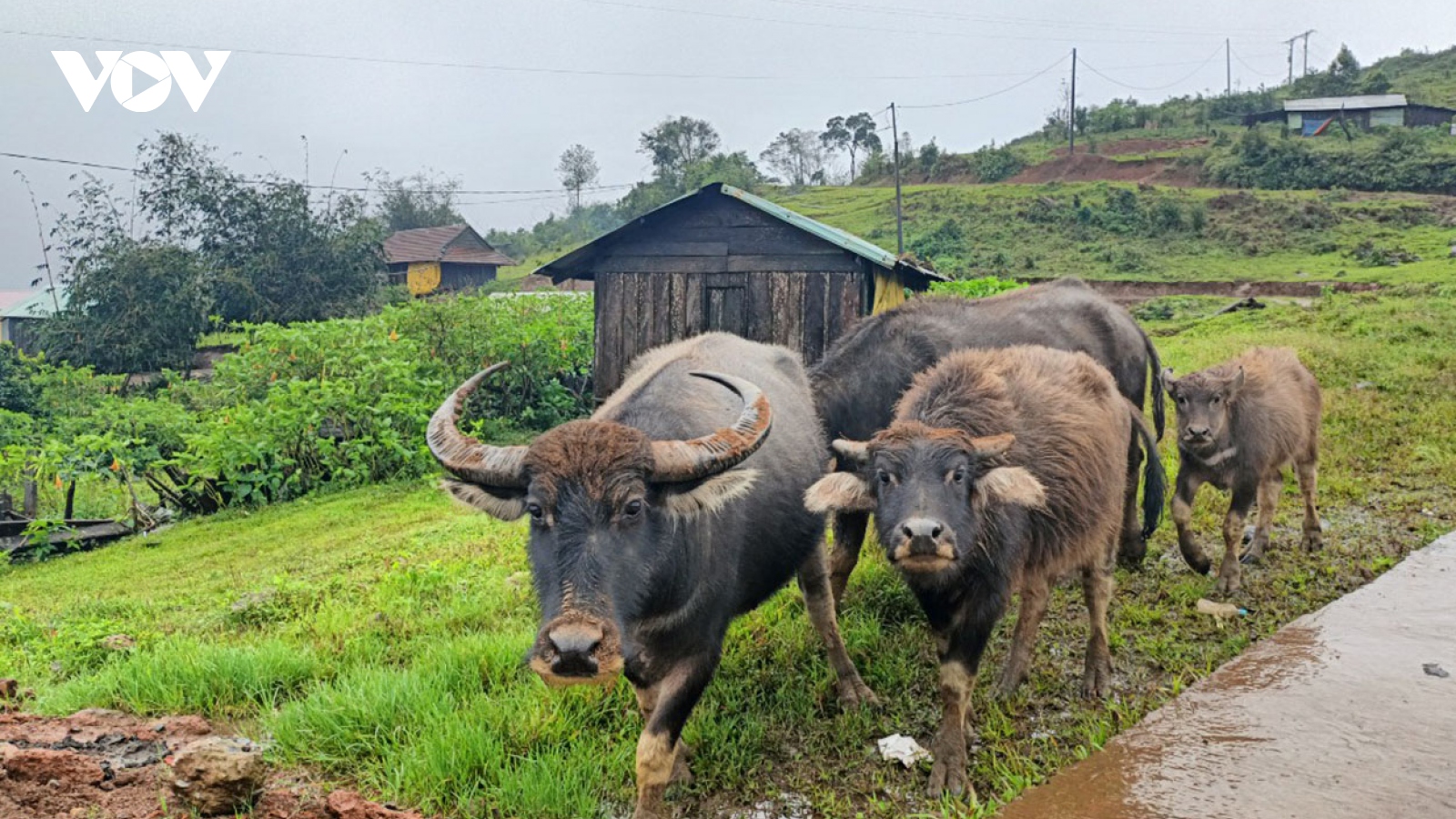 Phòng chống đói, rét cho đàn gia súc ở vùng lạnh Kon Plông