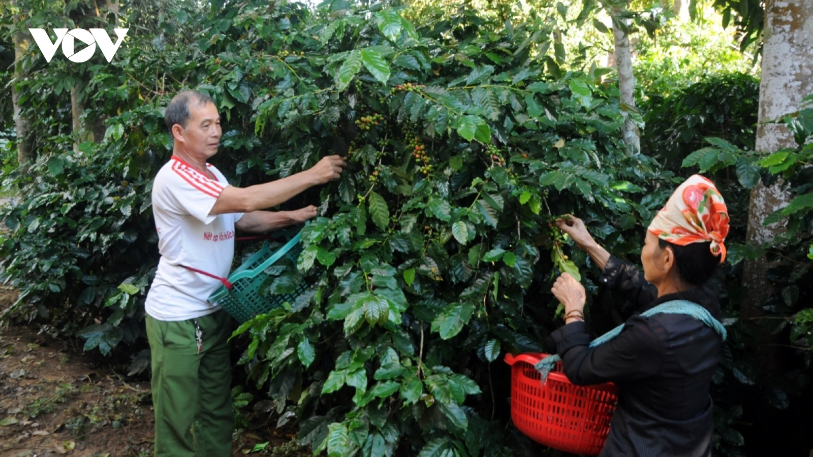 Giá cà phê hôm nay 14/1: Giá cà phê trong nước giảm 100 đồng/kg