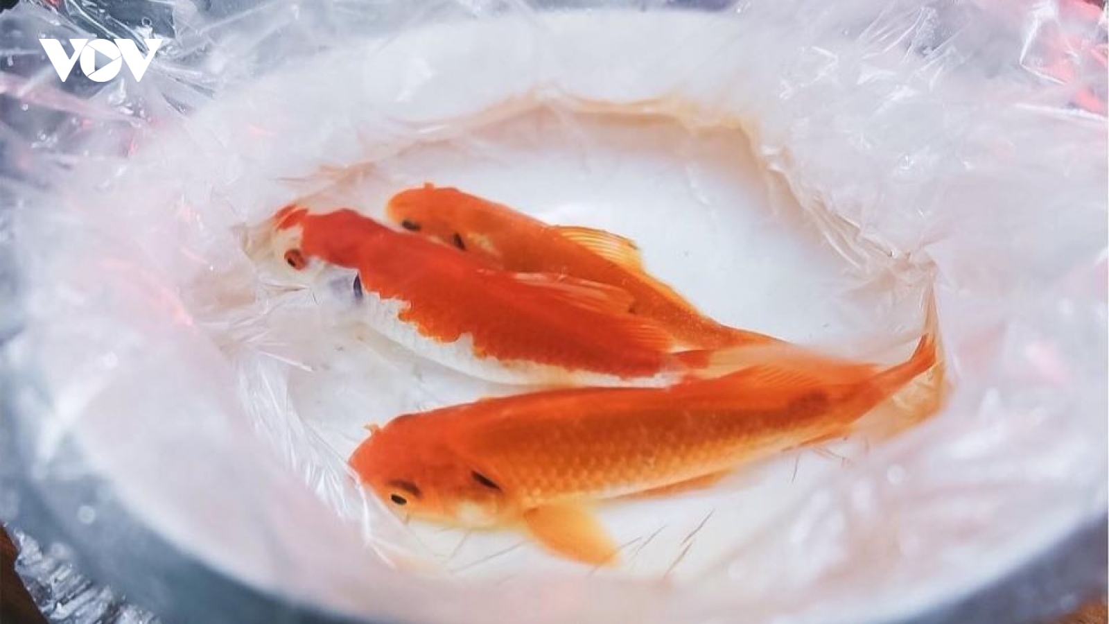 Chọn và thả cá chép đúng cách khi cúng ông Công ông Táo