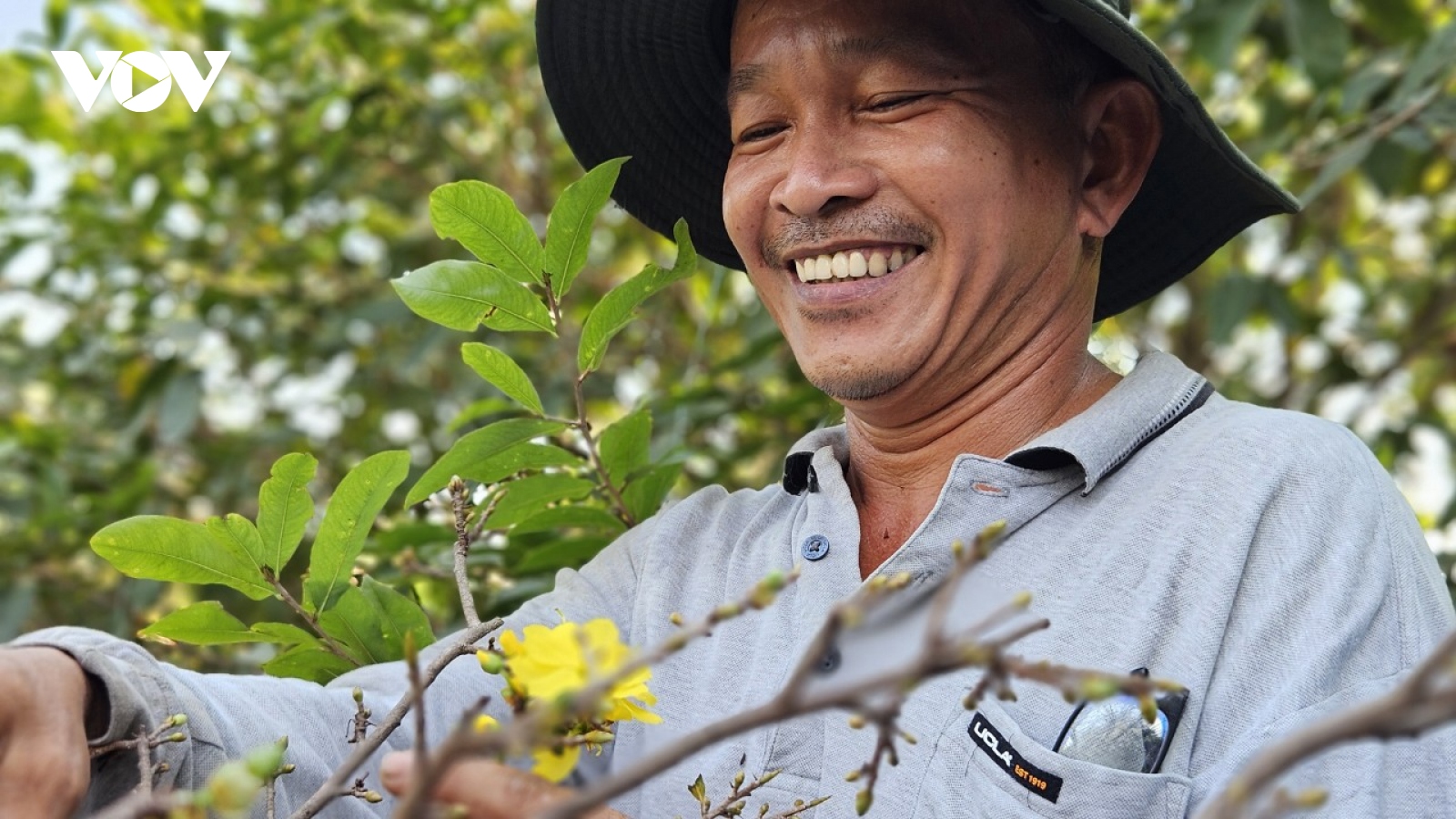 Mai vàng Bình Lợi tất bật những ngày cận Tết