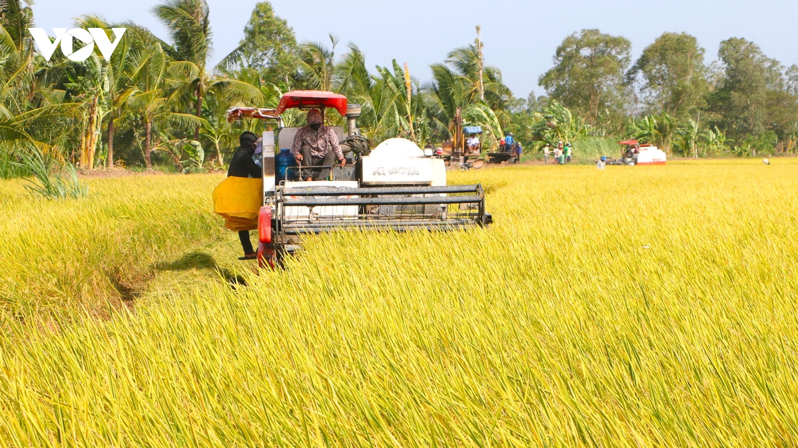 Liên kết trồng lúa dễ đứt gãy ở ĐBSCL – bài toán hài hòa lợi ích