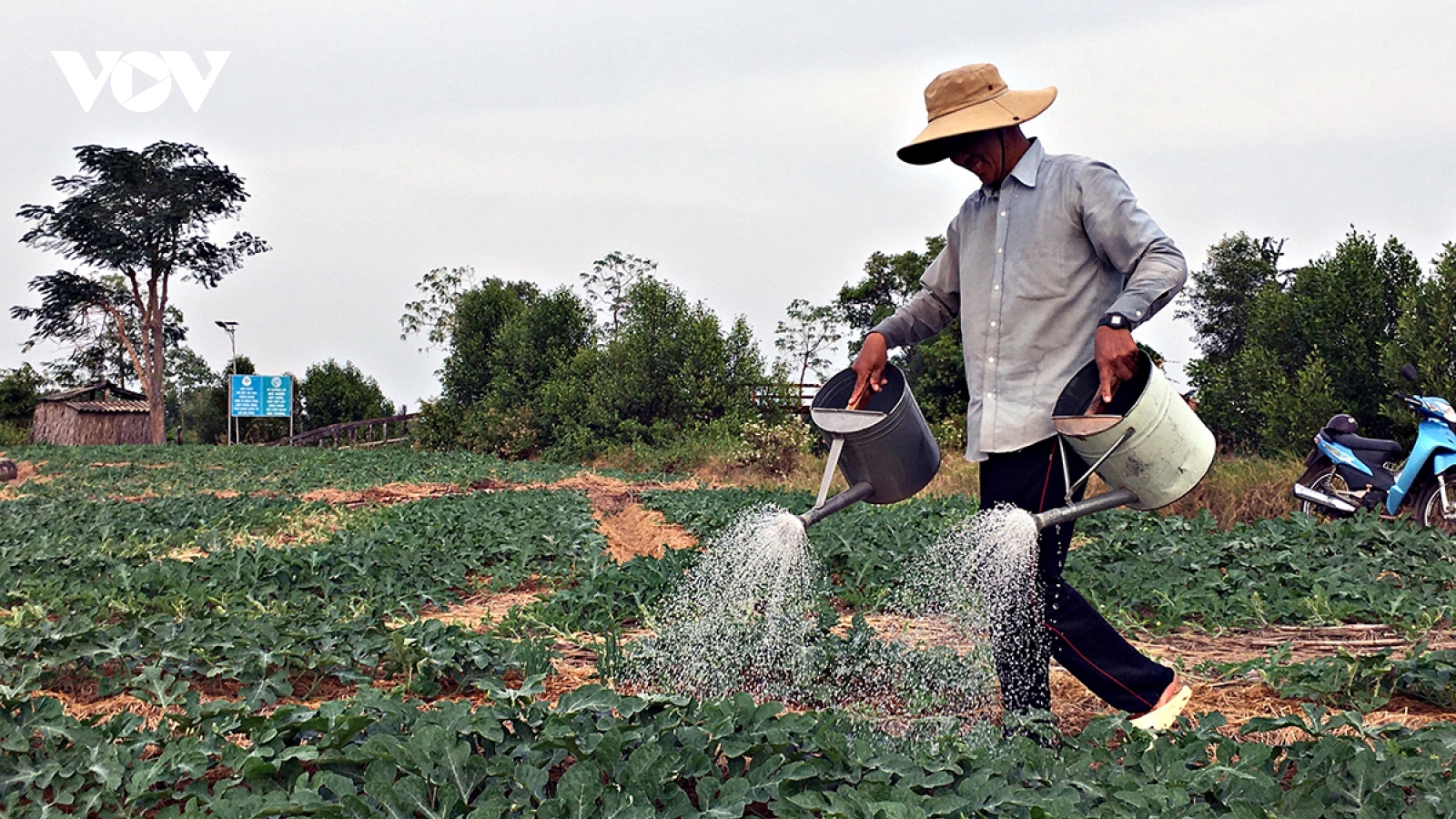 Cà Mau sáng tạo trồng dưa trên đất mặn đón Tết