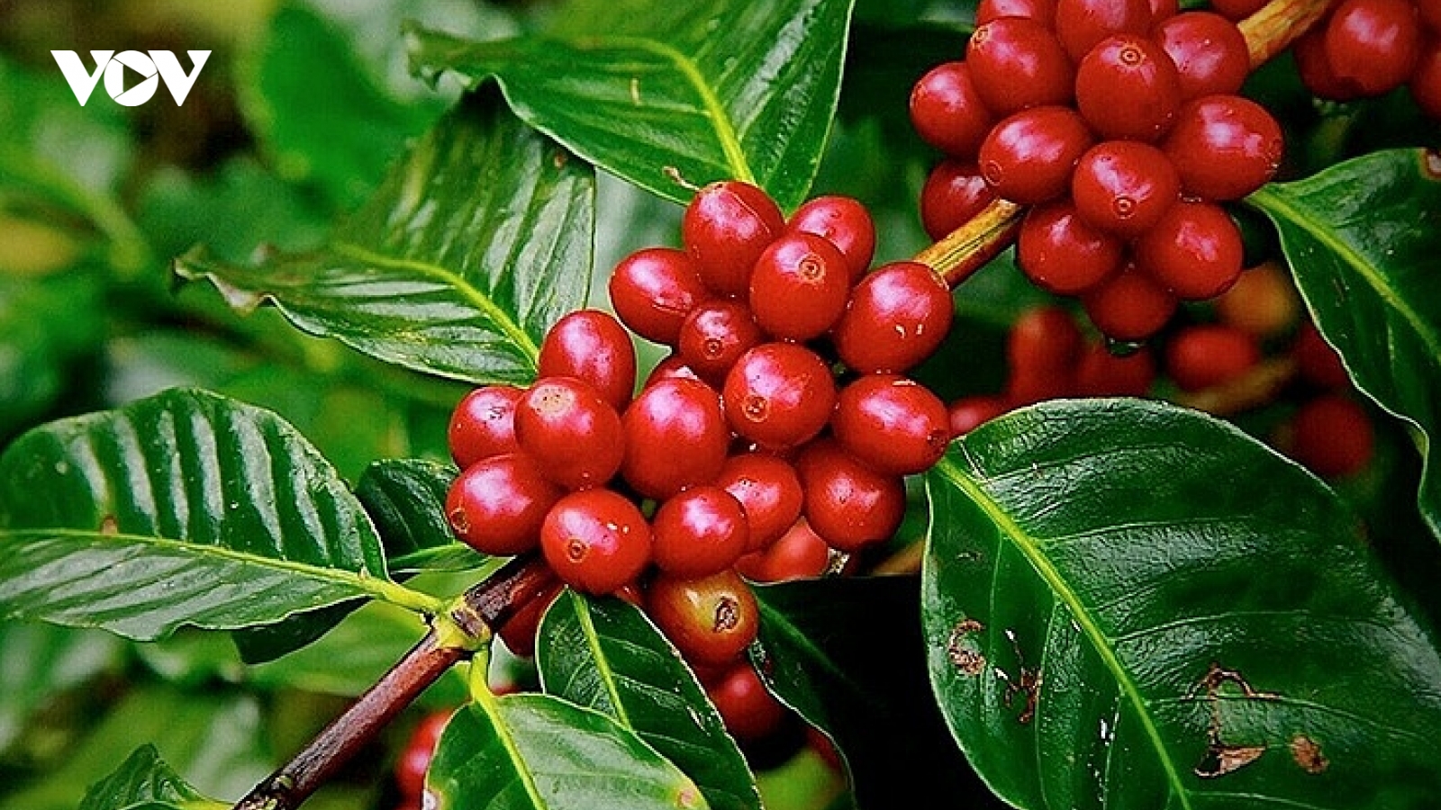 Giá cà phê hôm nay 11/1: Cà phê trong nước tăng tiếp 600 đồng/kg