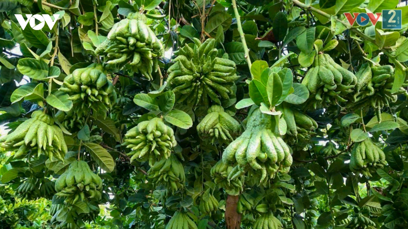 Làng phật thủ ở Hà Nội tất bật vào vụ Tết Giáp Thìn