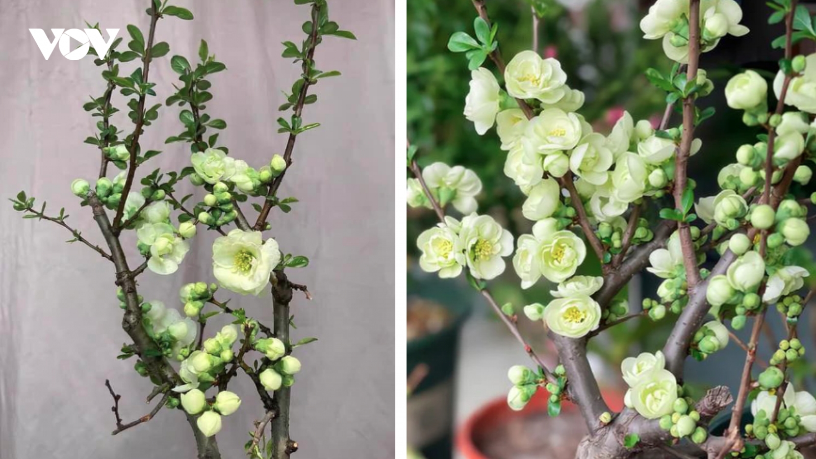Hoa mai xanh lạ mắt “khuynh đảo” thị trường Tết