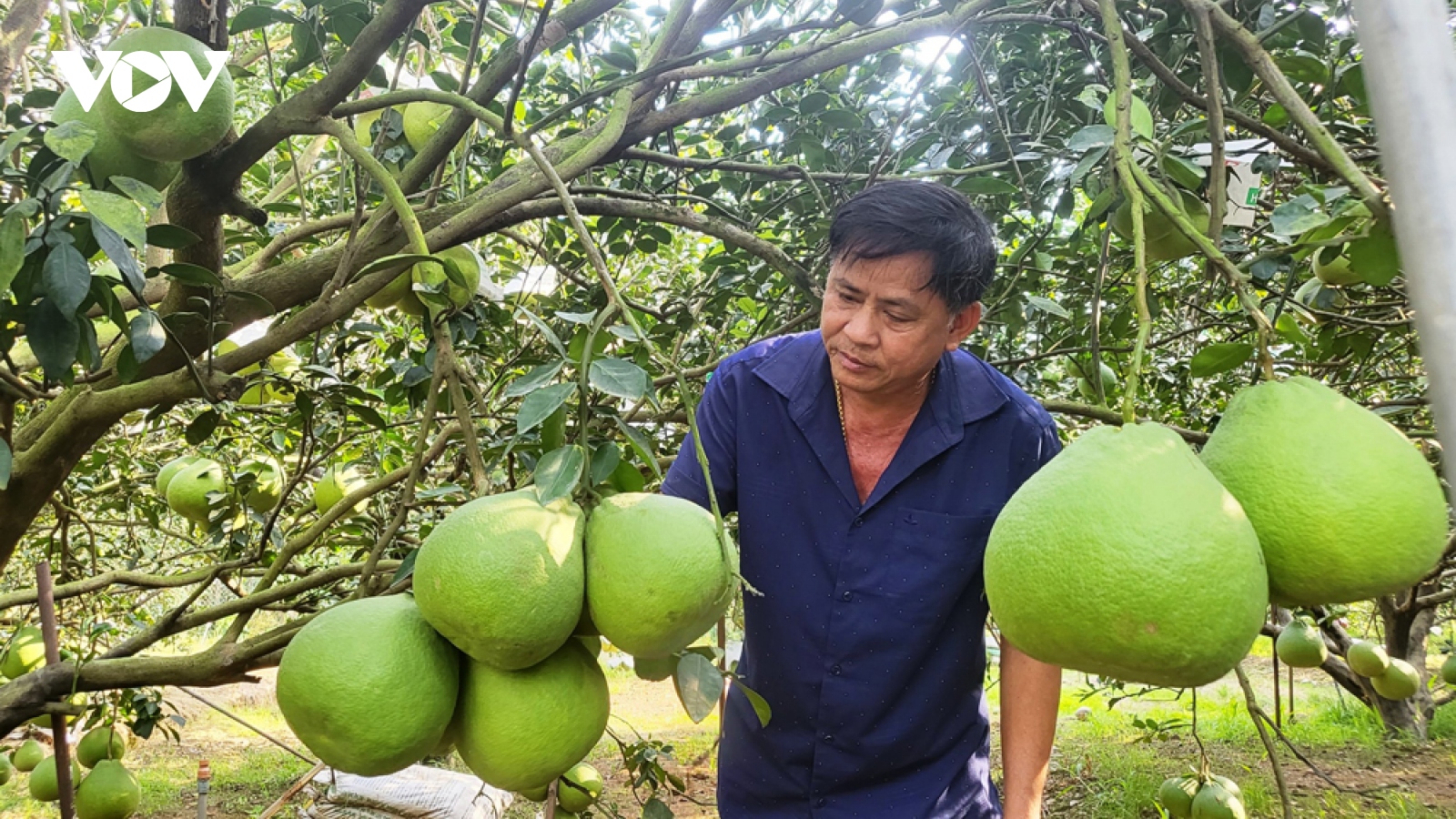 Làng bưởi Bạch Đằng lo không đủ hàng bán Tết