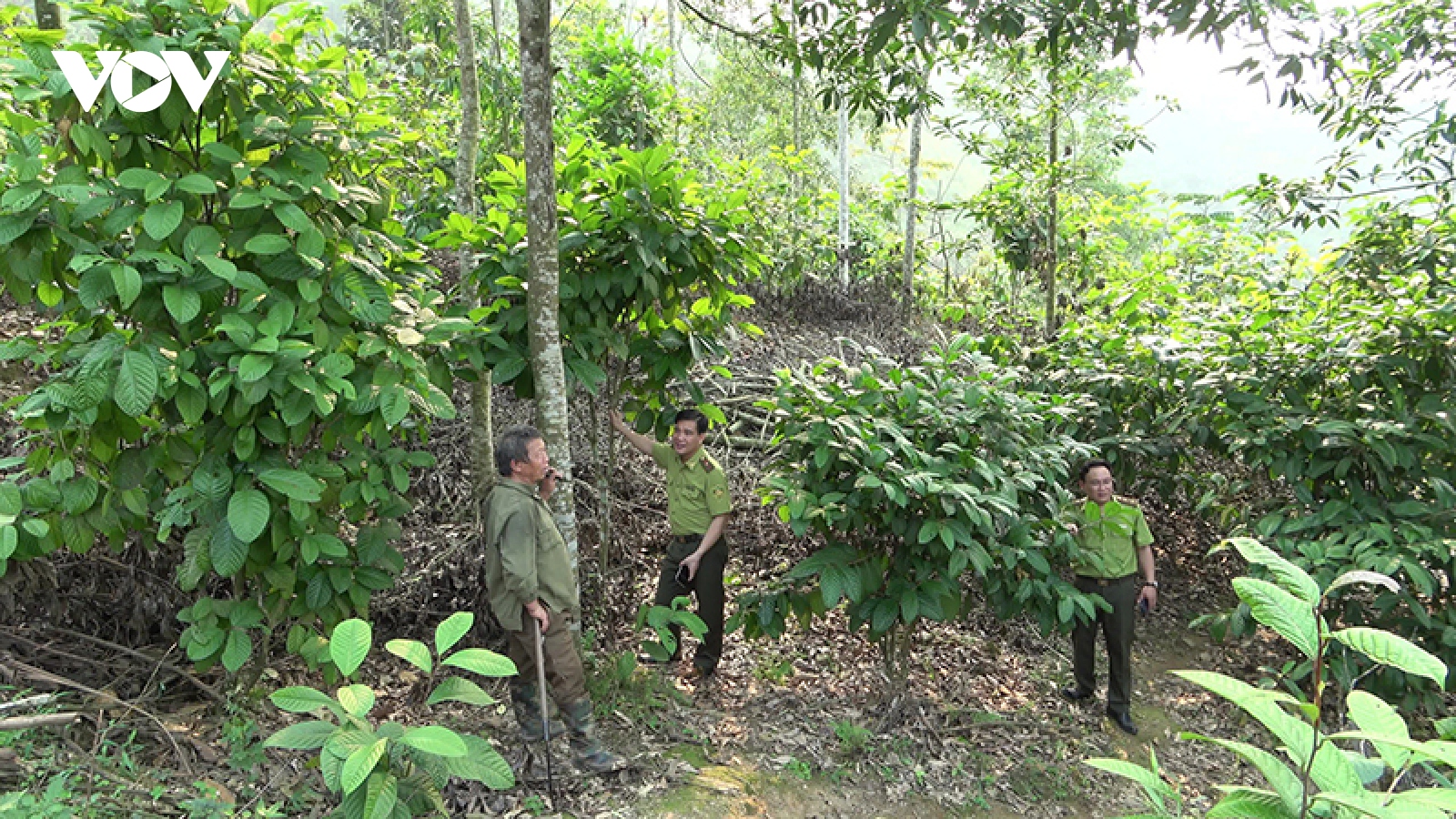 Phía sau hàng trăm vụ phá rừng tại Bắc Kạn