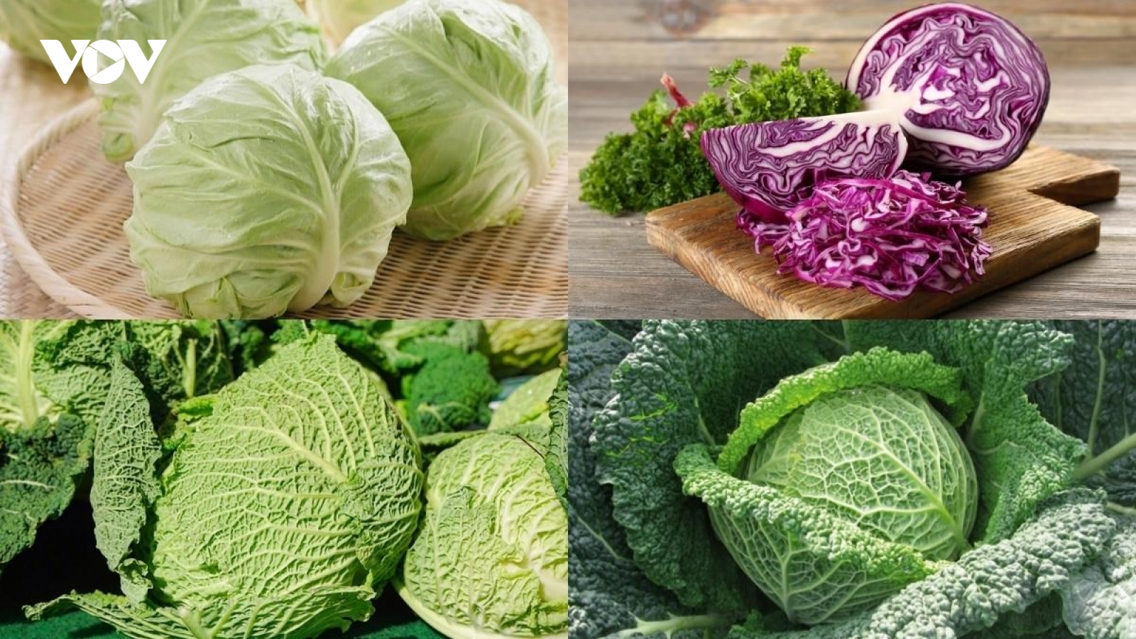 Ai không nên ăn cải bắp?