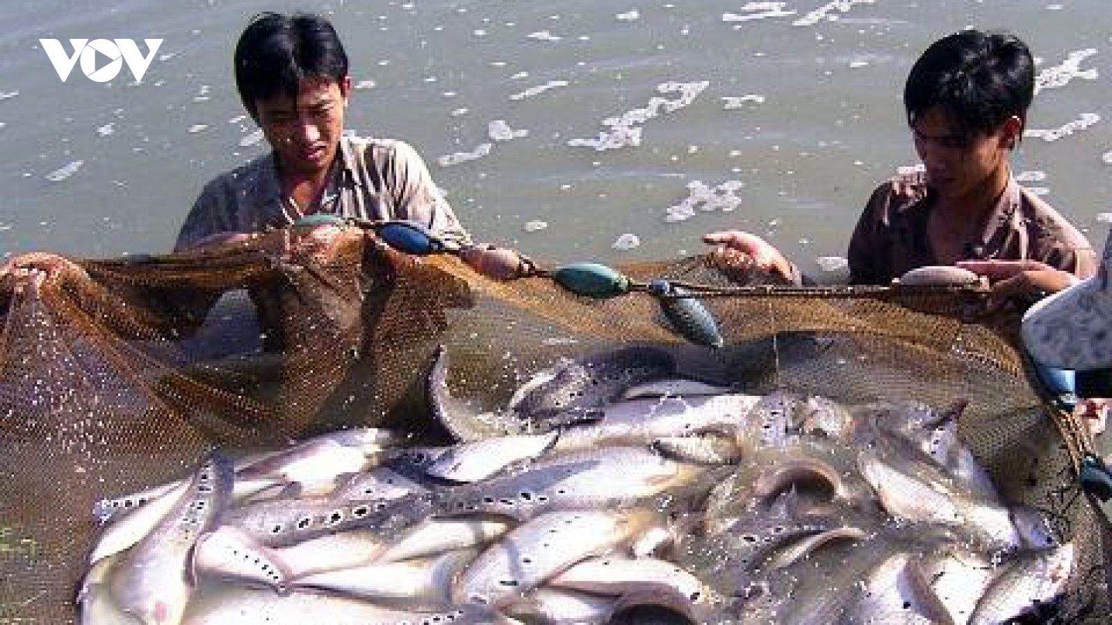 Nuôi cá nổi hoa cườm giúp nông dân làm giàu