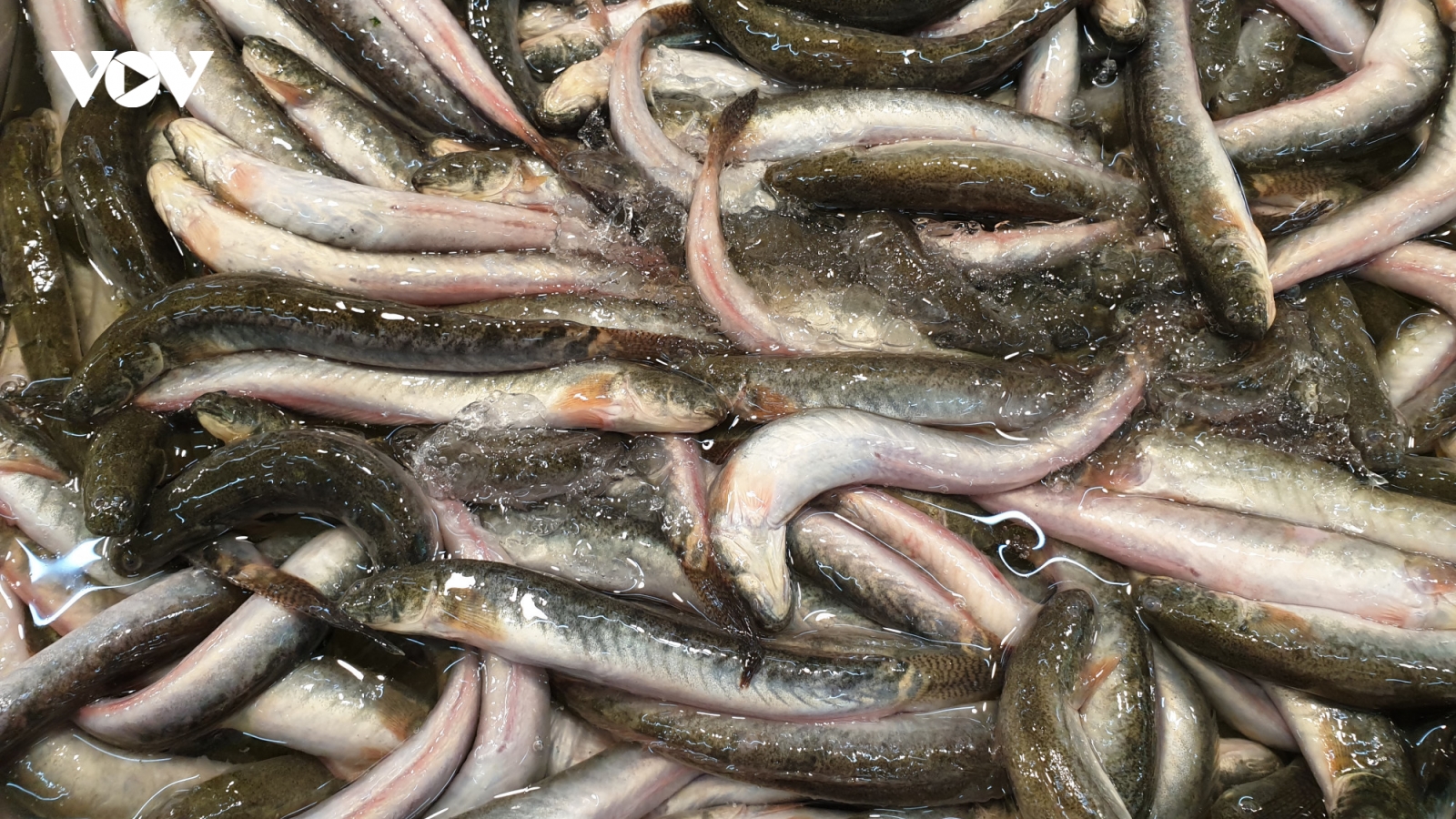 Cá bé như chiếc đũa, phơi khô bán nửa triệu đồng/kg vẫn hút khách dịp Tết