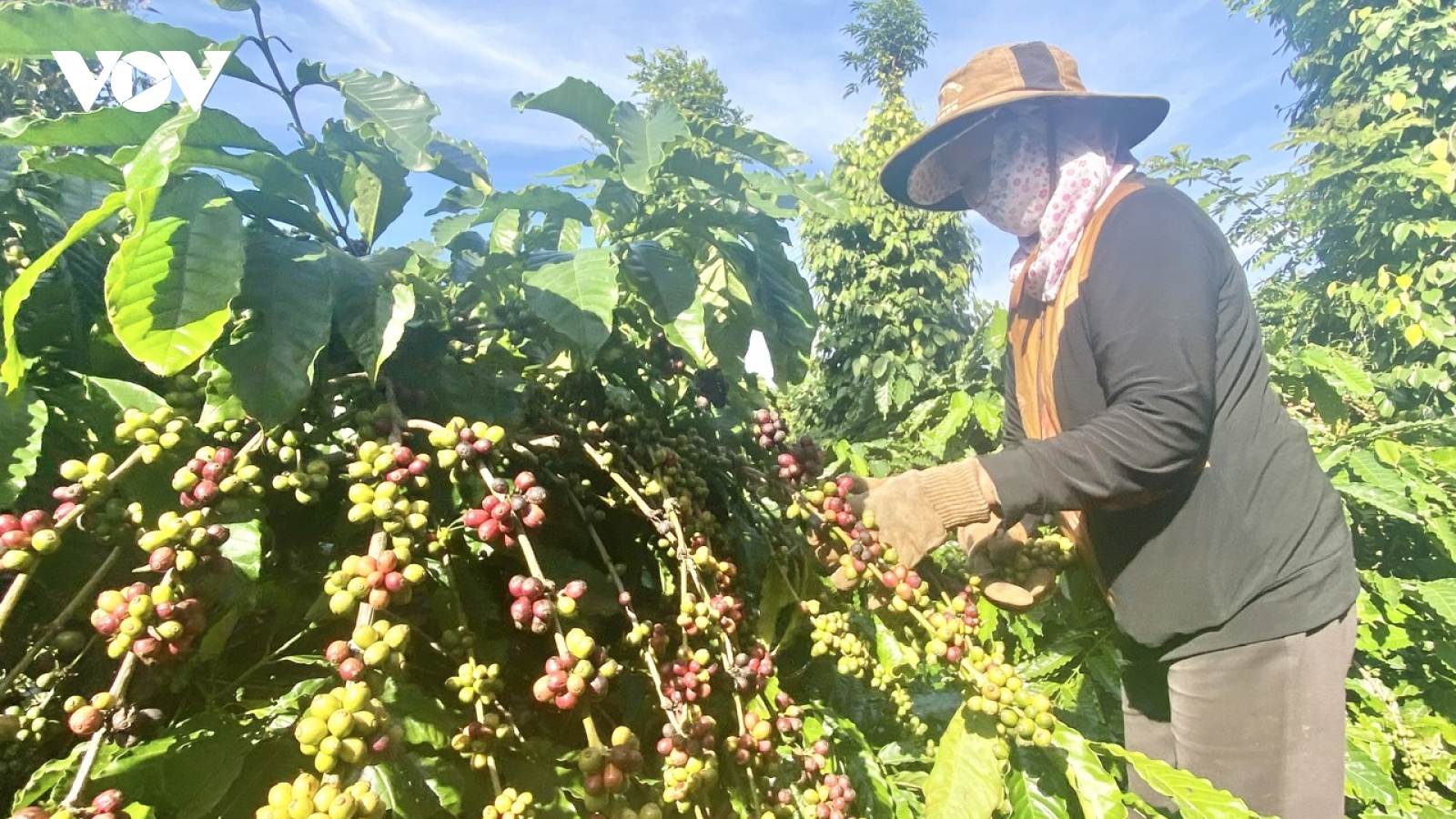 Giá cà phê hôm nay 16/3: Giá cà phê Robustan và Arabica tăng giảm trái chiều