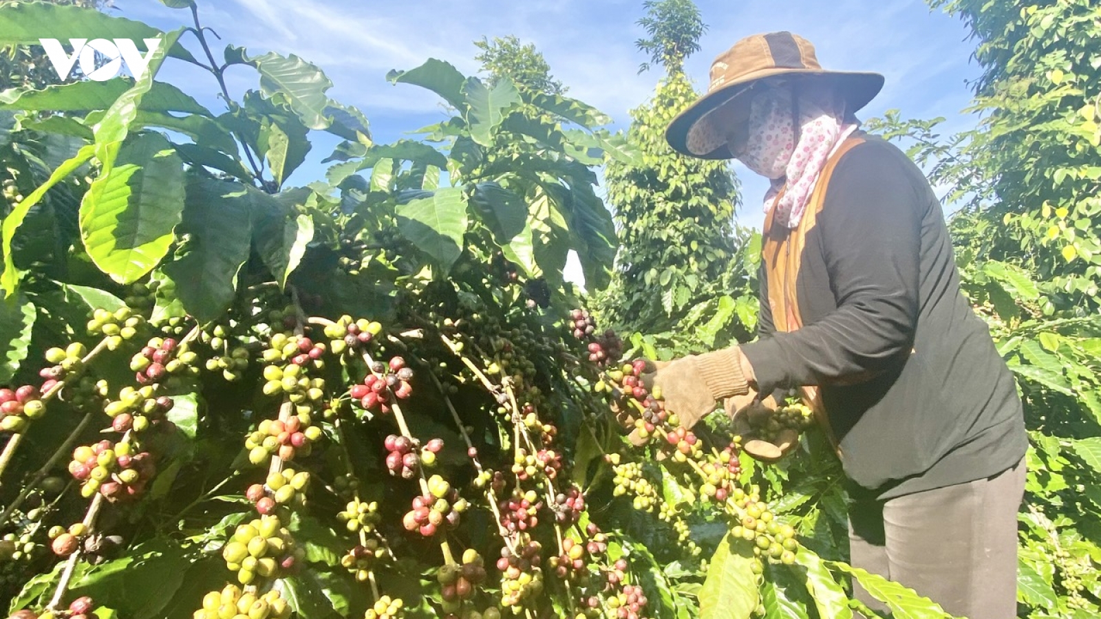 Giá cà phê hôm nay 27/5: Giá cà phê trong nước vẫn "neo" ở mức cao
