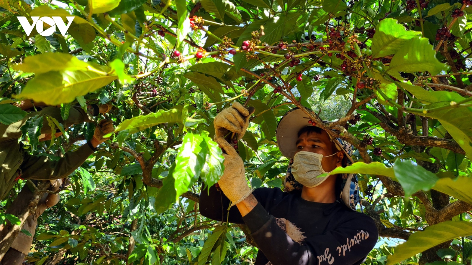 Giá cà phê lên xuống thất thường làm khó người trồng và kinh doanh ở Đắk Lắk