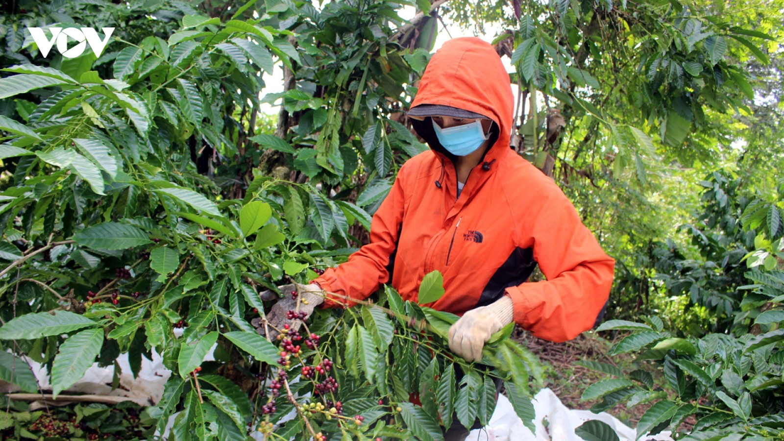 Giá cà phê hôm nay 27/1: Giá cà phê trong nước áp sát mức 76.000/kg