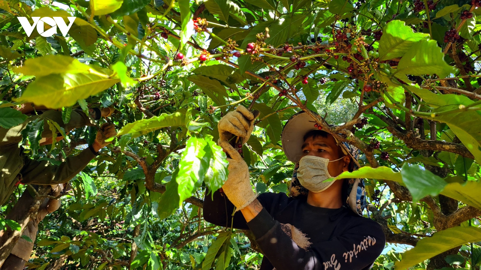 Giá cà phê hôm nay 6/4: Cà phê trong nước tiếp tục đứng ở mức cao