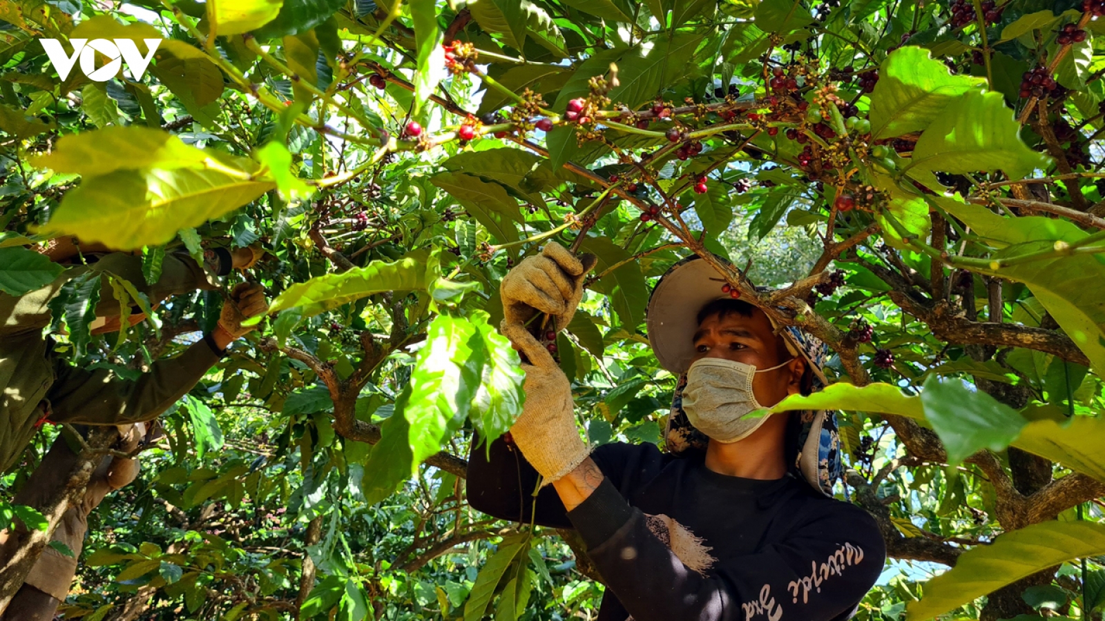 Giá cà phê hôm nay 6/4: Cà phê trong nước tiếp tục đứng ở mức cao