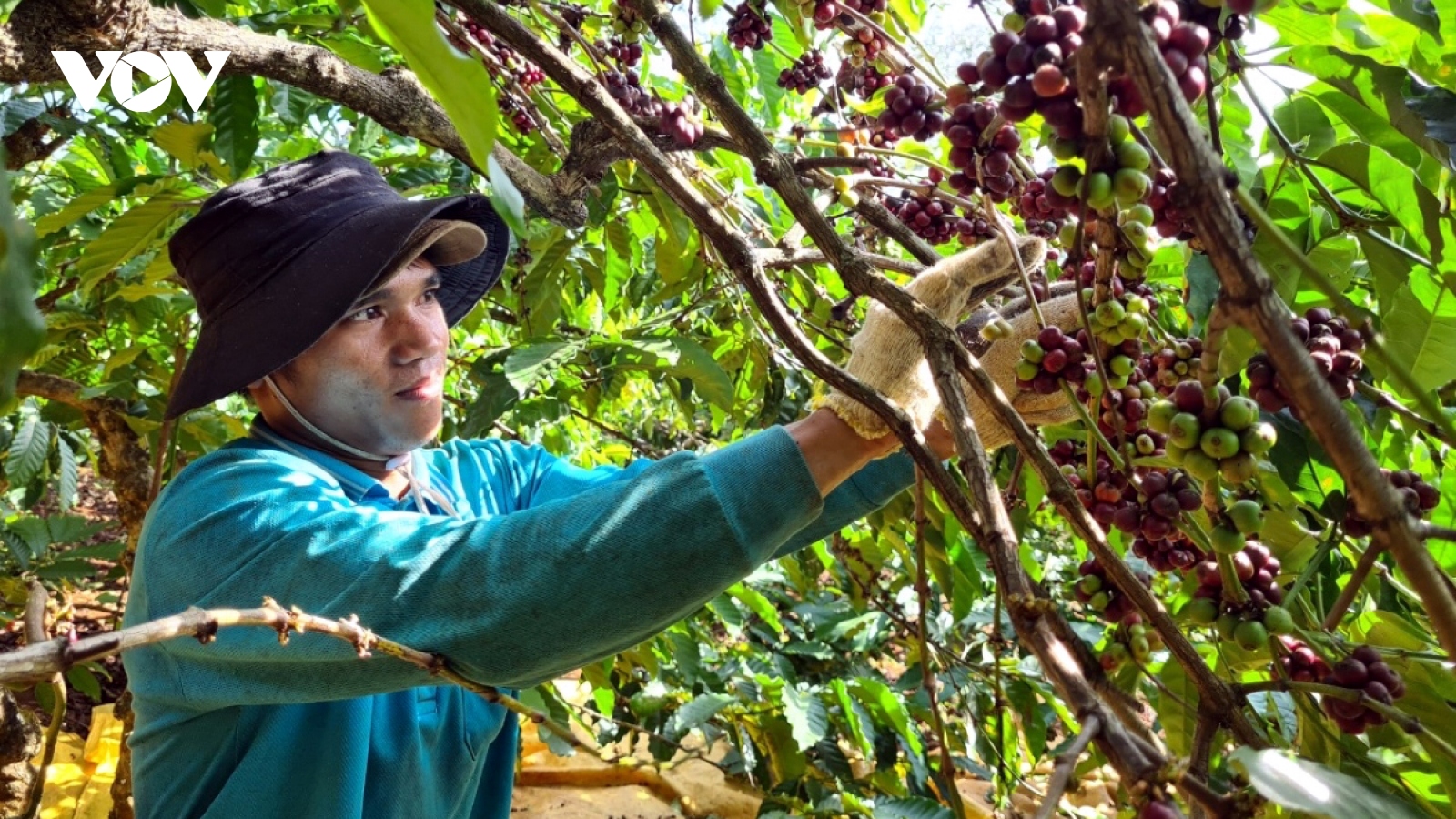 Giá cà phê hôm nay 12/1: Giá cà phê Robusta giảm