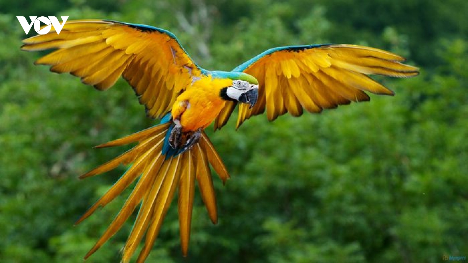 Peru trở thành quốc gia số loài chim đa dạng nhất thế giới