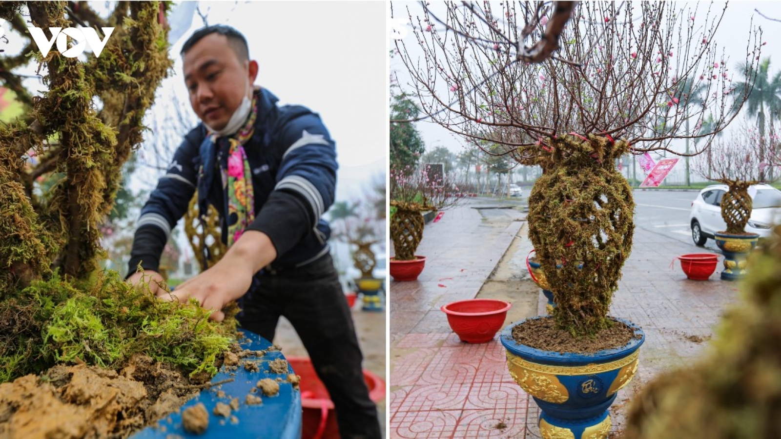 Độc đáo 10 cây đào uốn thành chiếc lộc bình hút khách chơi Tết