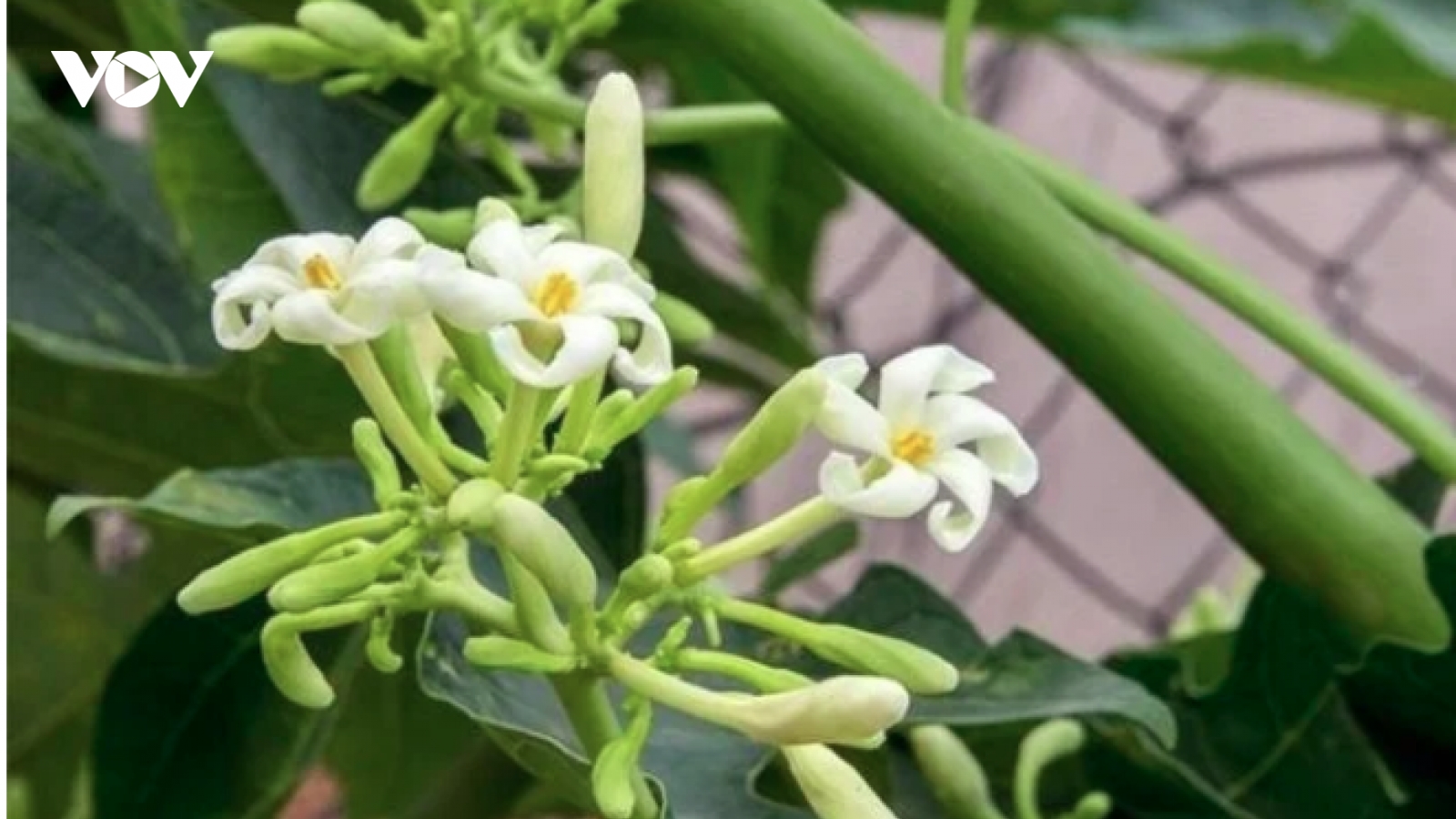 Nên uống hoa đu đủ đực ngâm mật ong vào thời điểm nào?