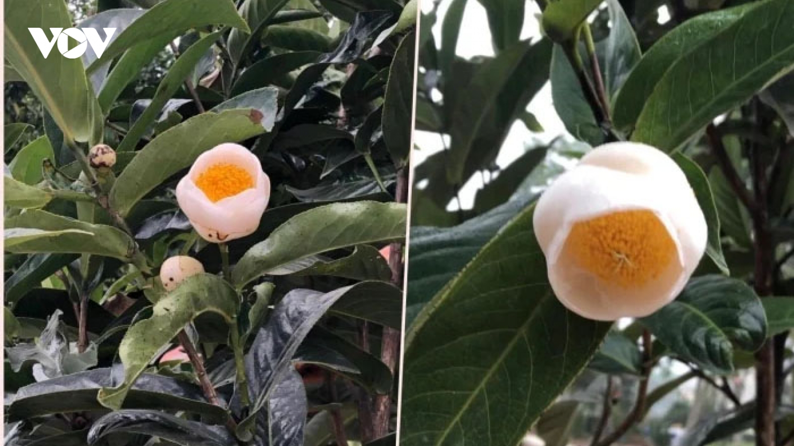 Hoa hải đường có ý nghĩa gì mà hay được trưng trong nhà dịp Tết?