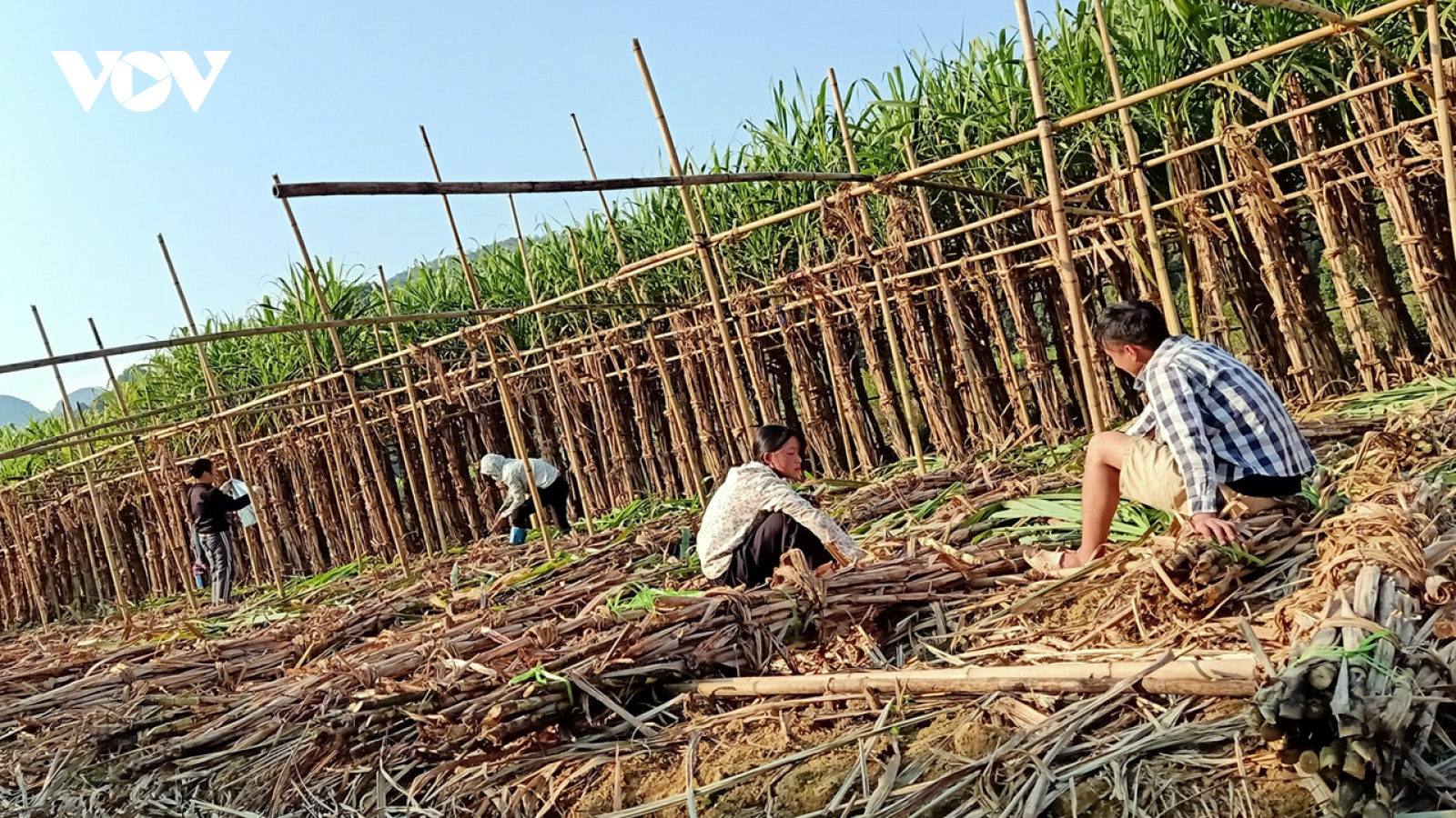 Về nơi mía ngọt lời Then mua sản phẩm đặc trưng ngày Tết