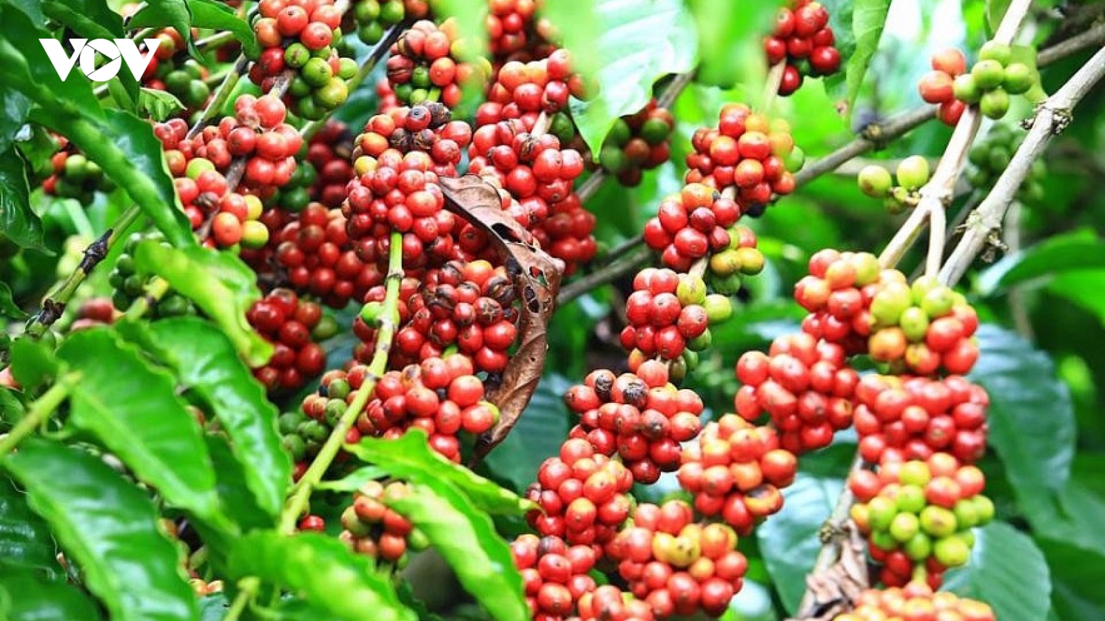 Giá cà phê hôm nay 6/1: Giá cà phê tăng ở cả 2 sàn giao dịch quốc tế
