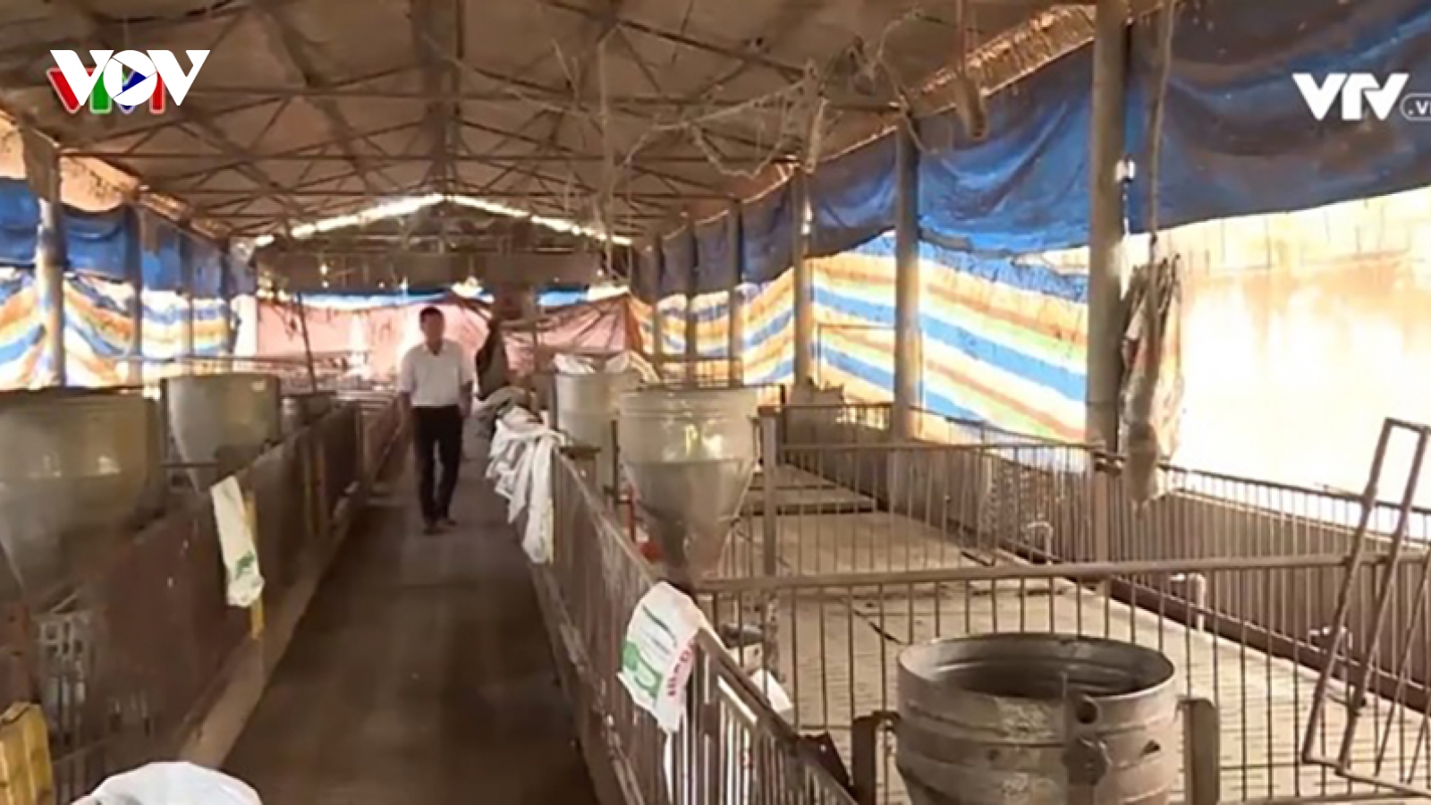 Heo nhập lậu ồ ạt vào Việt Nam, người chăn nuôi lỗ nặng
