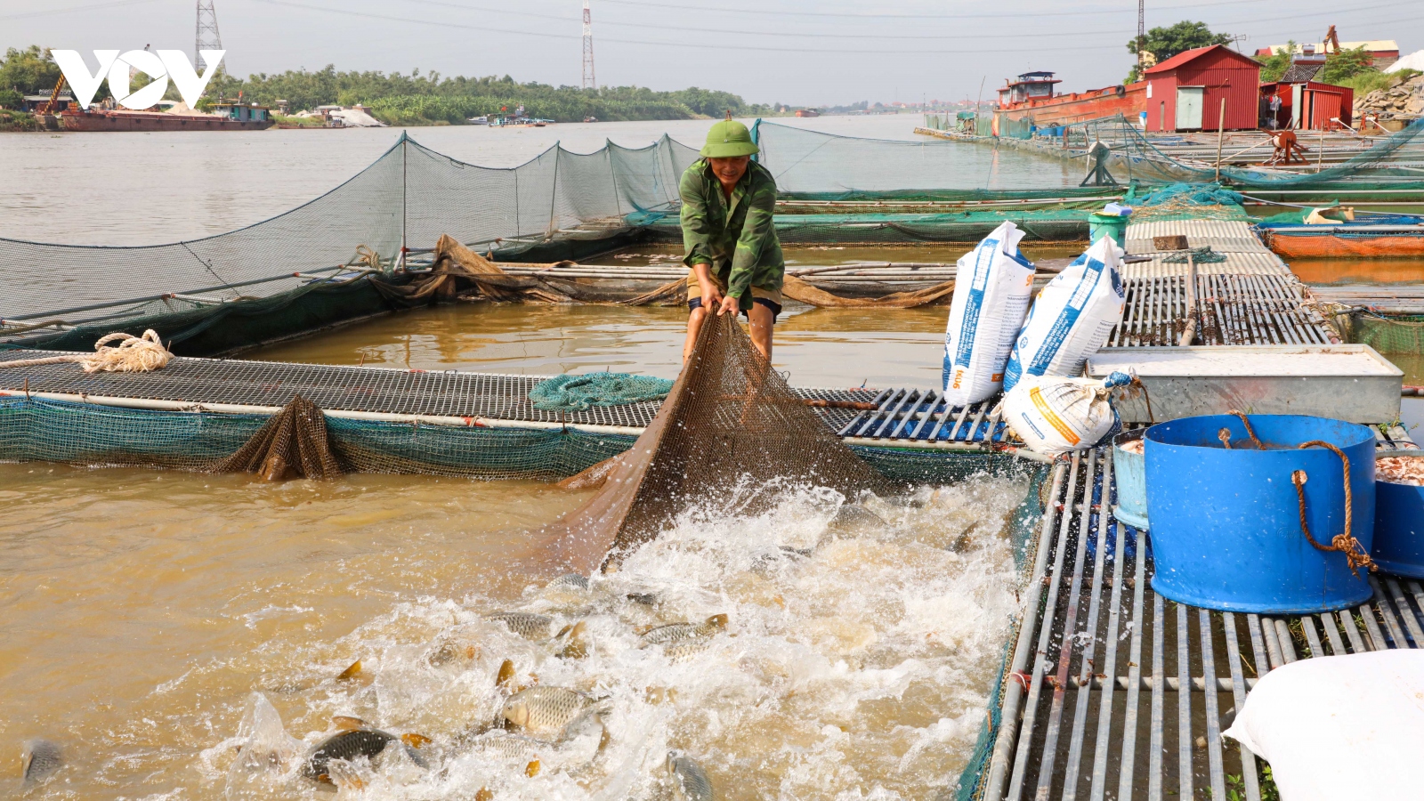 Làm giàu từ nghề nuôi cá lồng trên sông Đuống