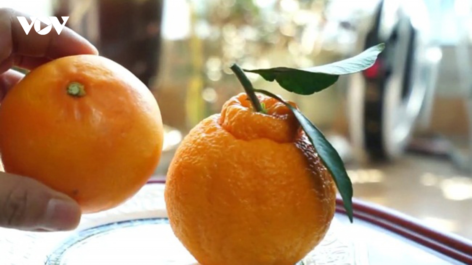 Quýt chum Nhật giá tiền triệu, hàng Trung Quốc chỉ 20.000 đồng/kg