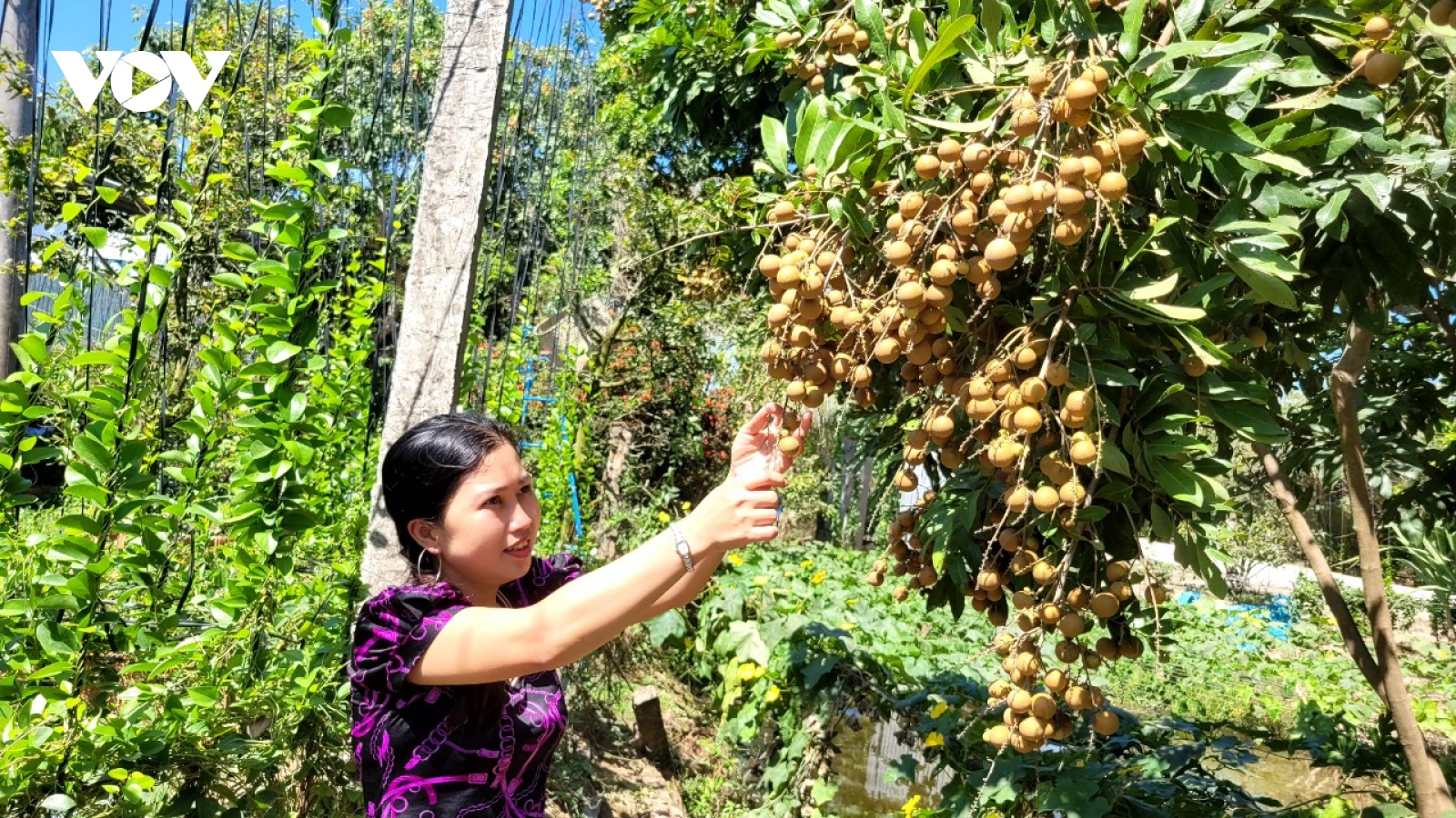 Xã đảo Tam Hiệp, Bến Tre vào Xuân