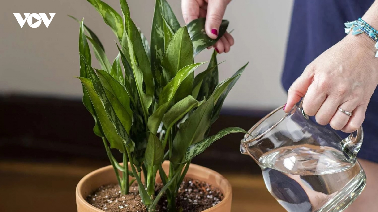 Nhầm tưởng nước thải điều hòa bẩn nhưng công dụng bất ngờ