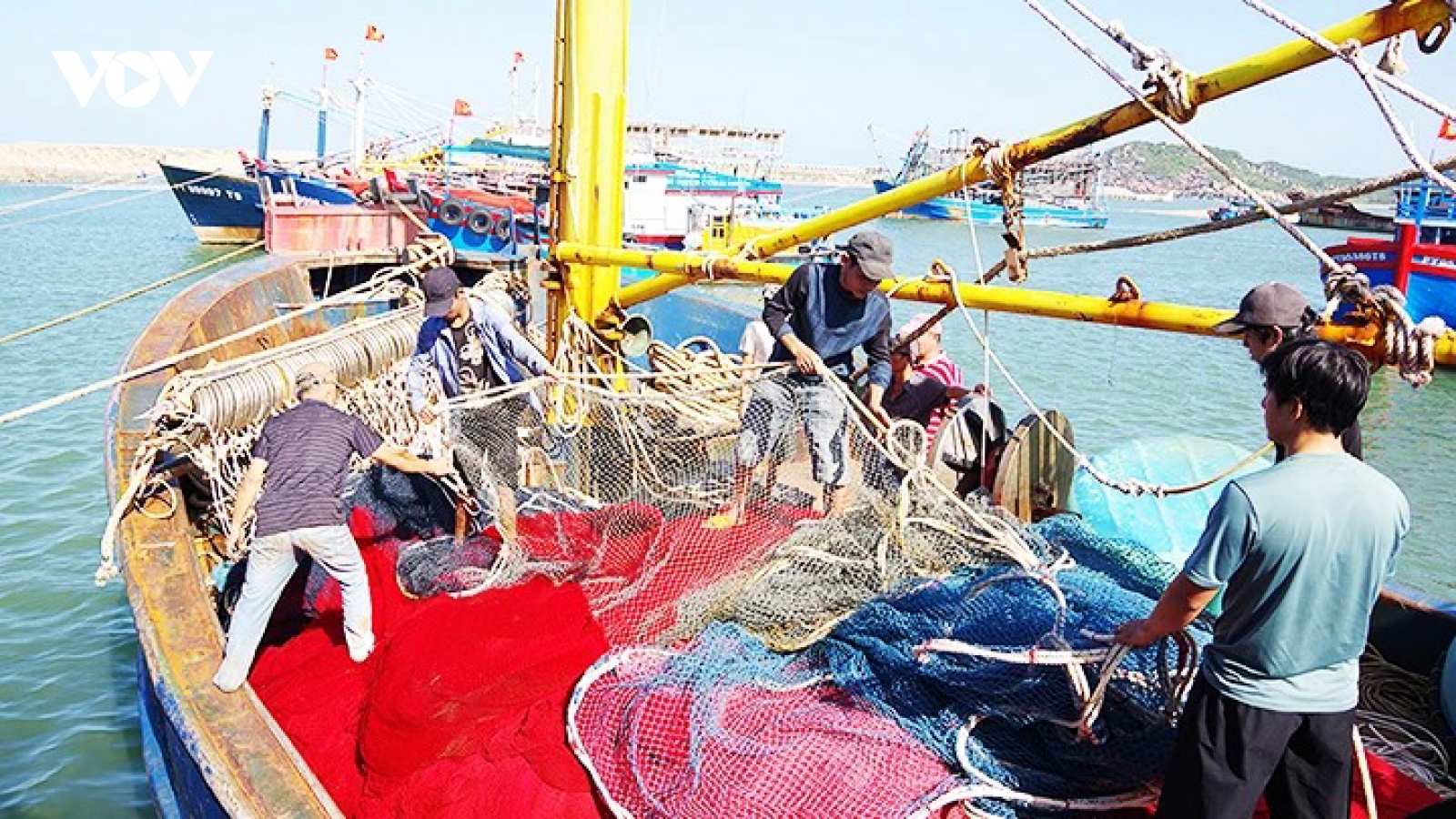 Đầu tư tiền tỷ “dụ” cá biển, ngư dân Bình Định trúng lớn