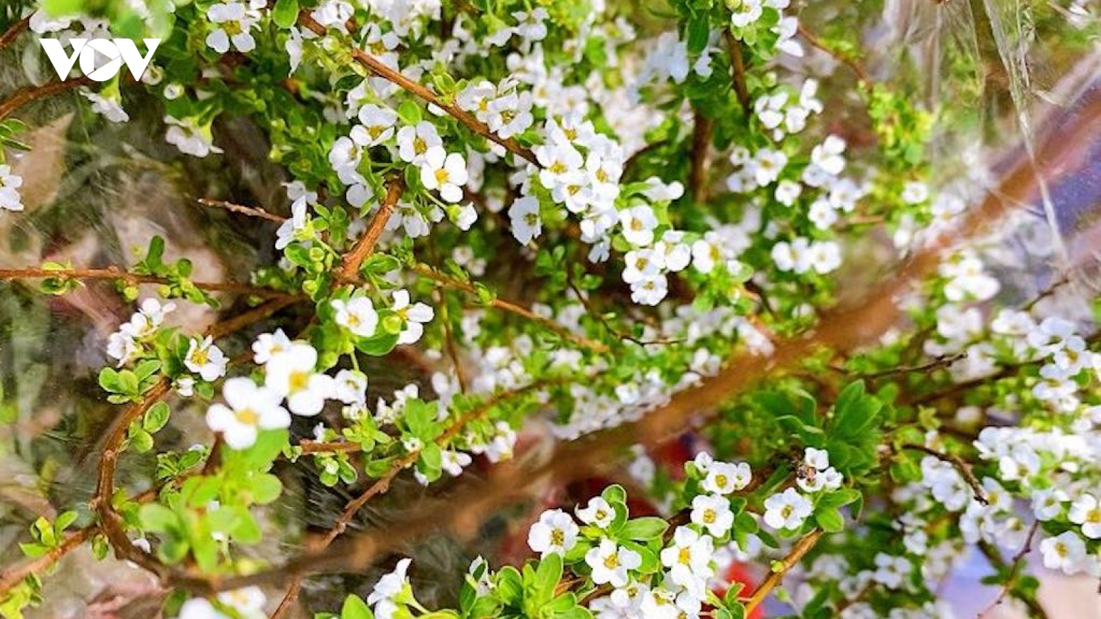 Loại hoa mảnh mai, trắng như tuyết được “săn lùng” dịp Tết