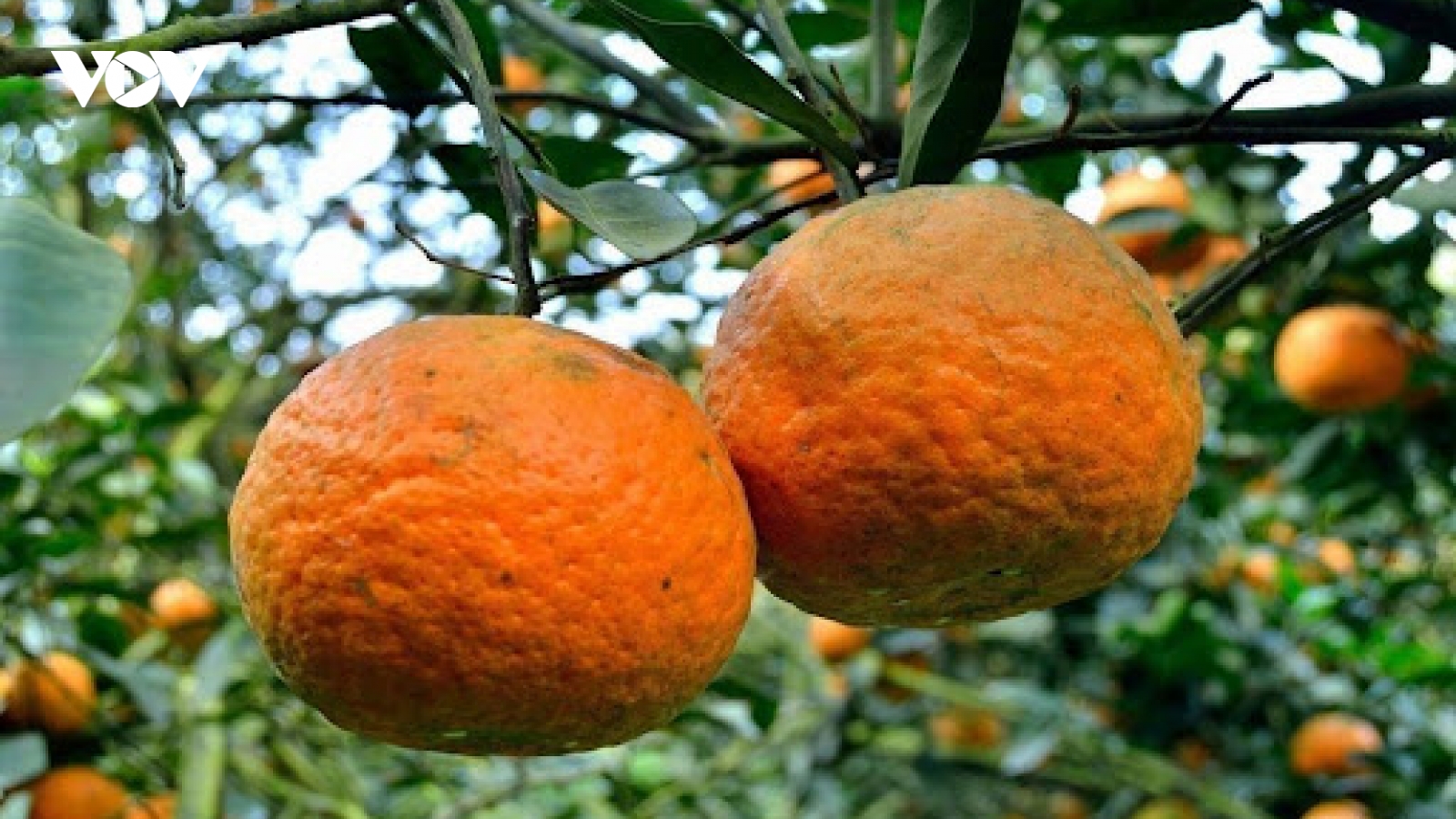 Cam Hàm Yên trúng vụ, người dân phấn khởi