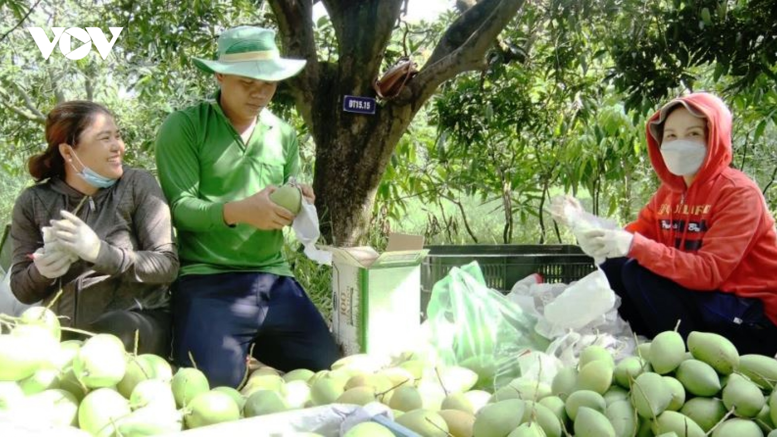 Tiền Giang tìm giải pháp “giữ chân” cây xoài cát Hòa Lộc