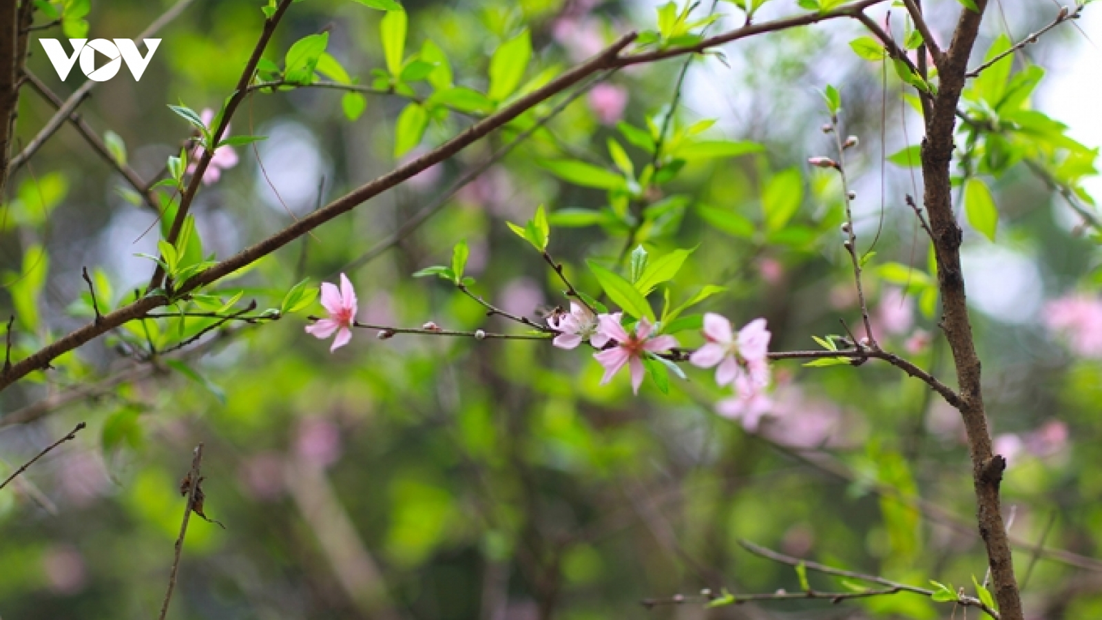 Bài hát "Xuân chiến khu" - Còn đó lâng lâng một ước vọng thanh bình