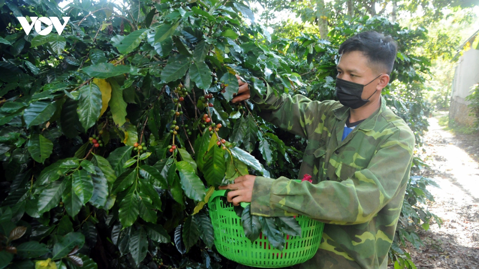 Giá cà phê hôm nay 10/1: Giá cà phê trong nước chạm mốc 70.000 đồng/kg