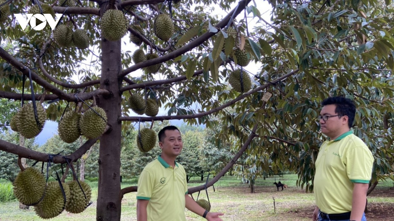 Cần làm gì để Sở Giao dịch hàng hóa đạt hiệu quả như kỳ vọng?