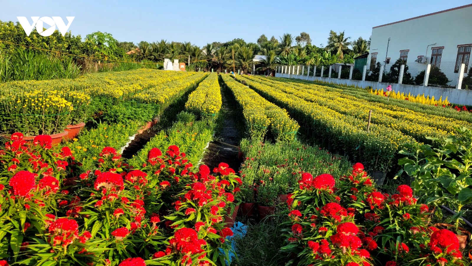 Hoa Tết  ở Tiền Giang phập phồng lo đầu ra