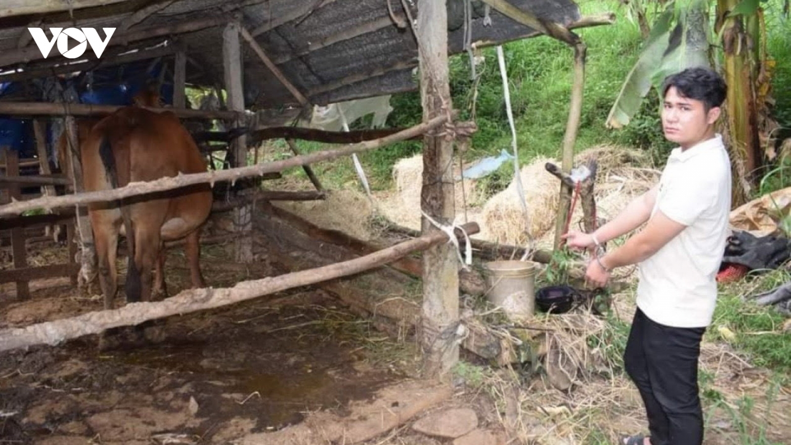 Thanh niên thuê ô tải đi trộm bò bị khởi tố